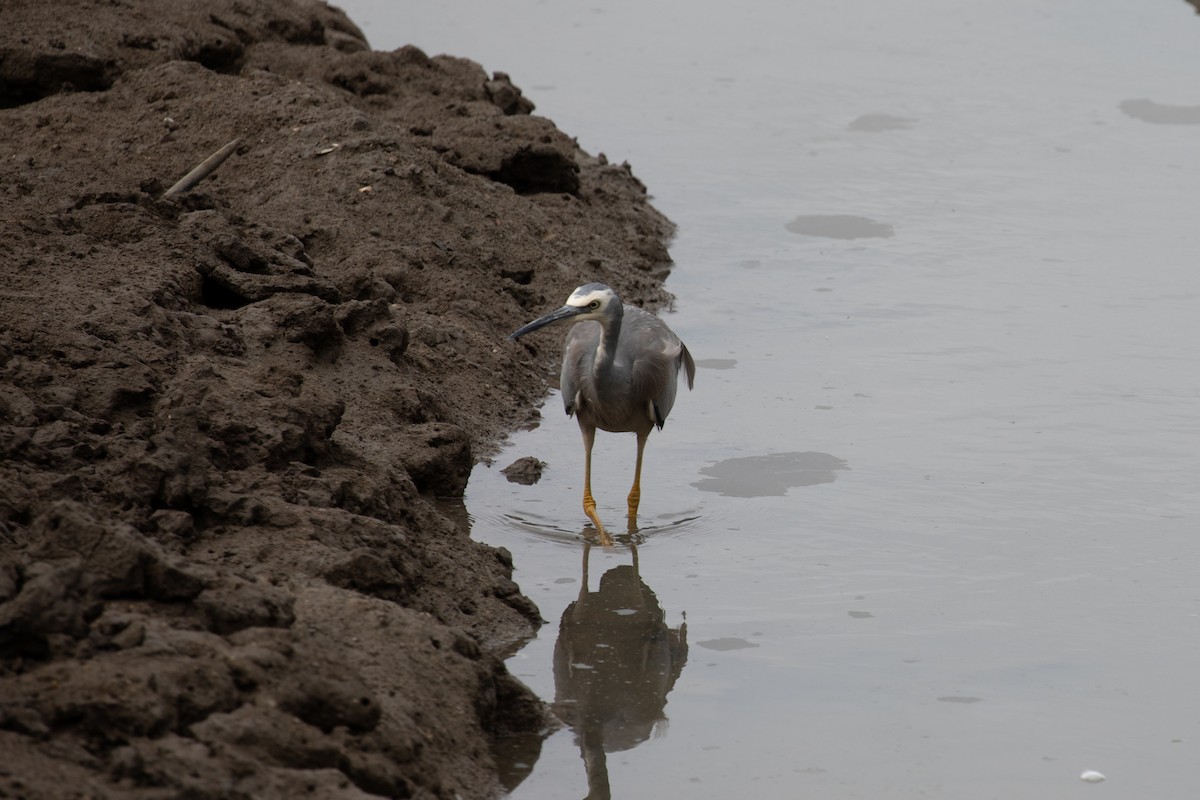 White-faced Heron - ML621893163