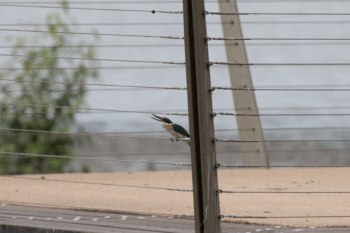 Sacred Kingfisher - ML621893167