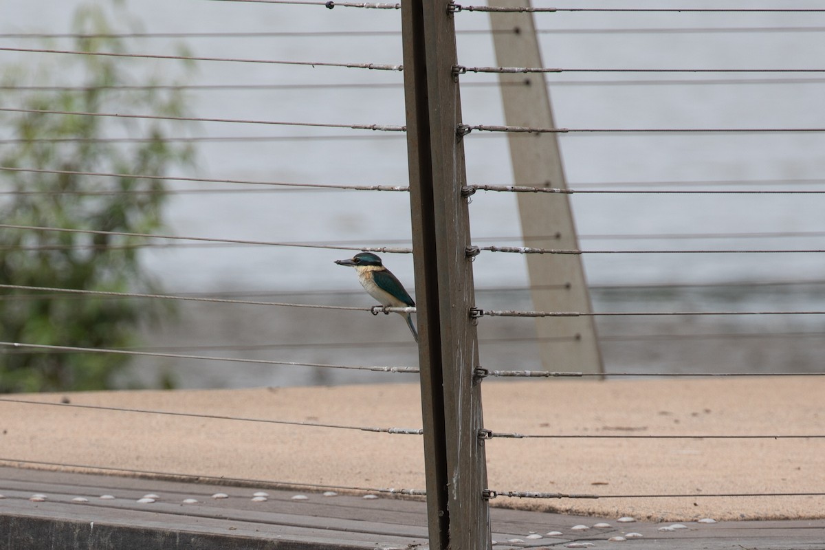 Sacred Kingfisher - ML621893168