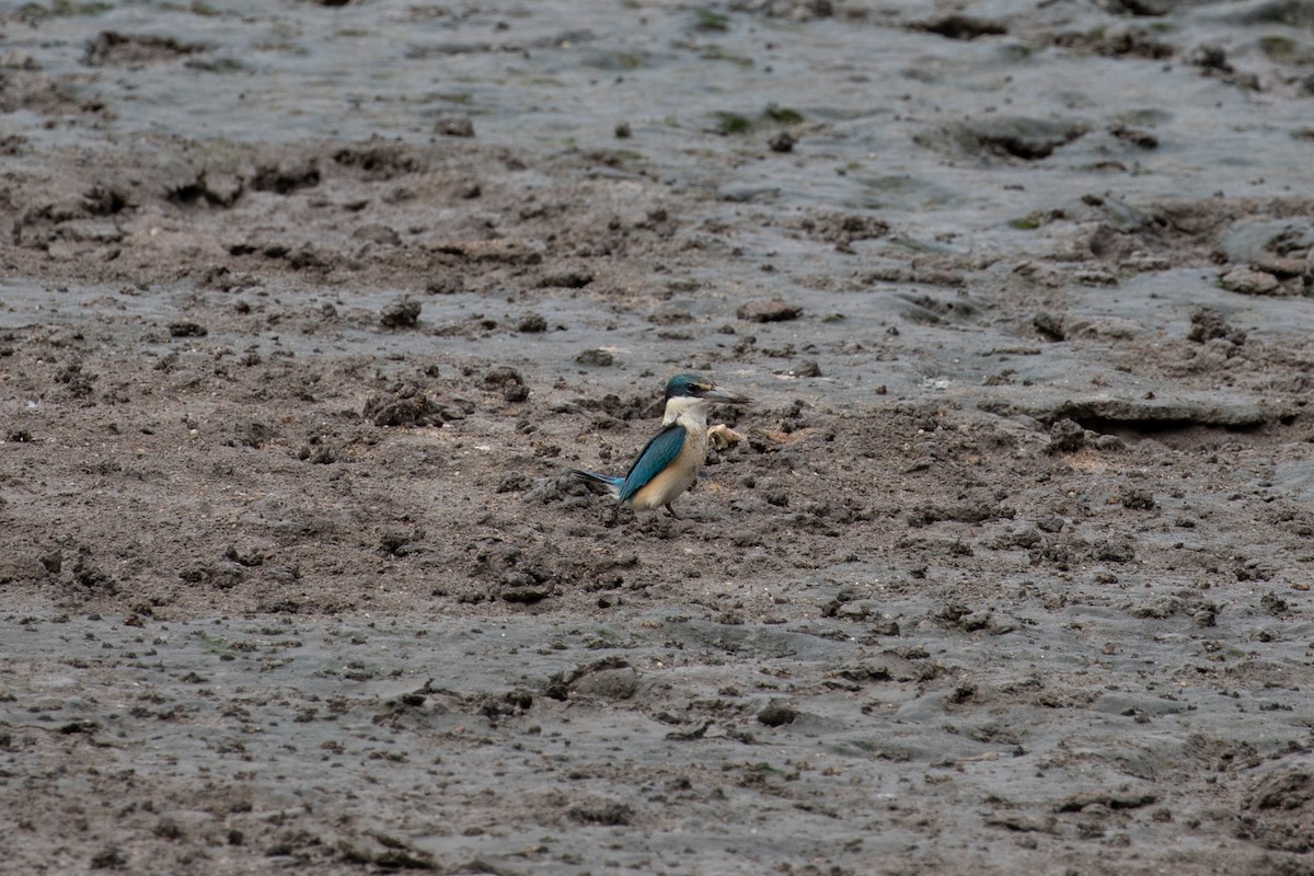 Sacred Kingfisher - ML621893169