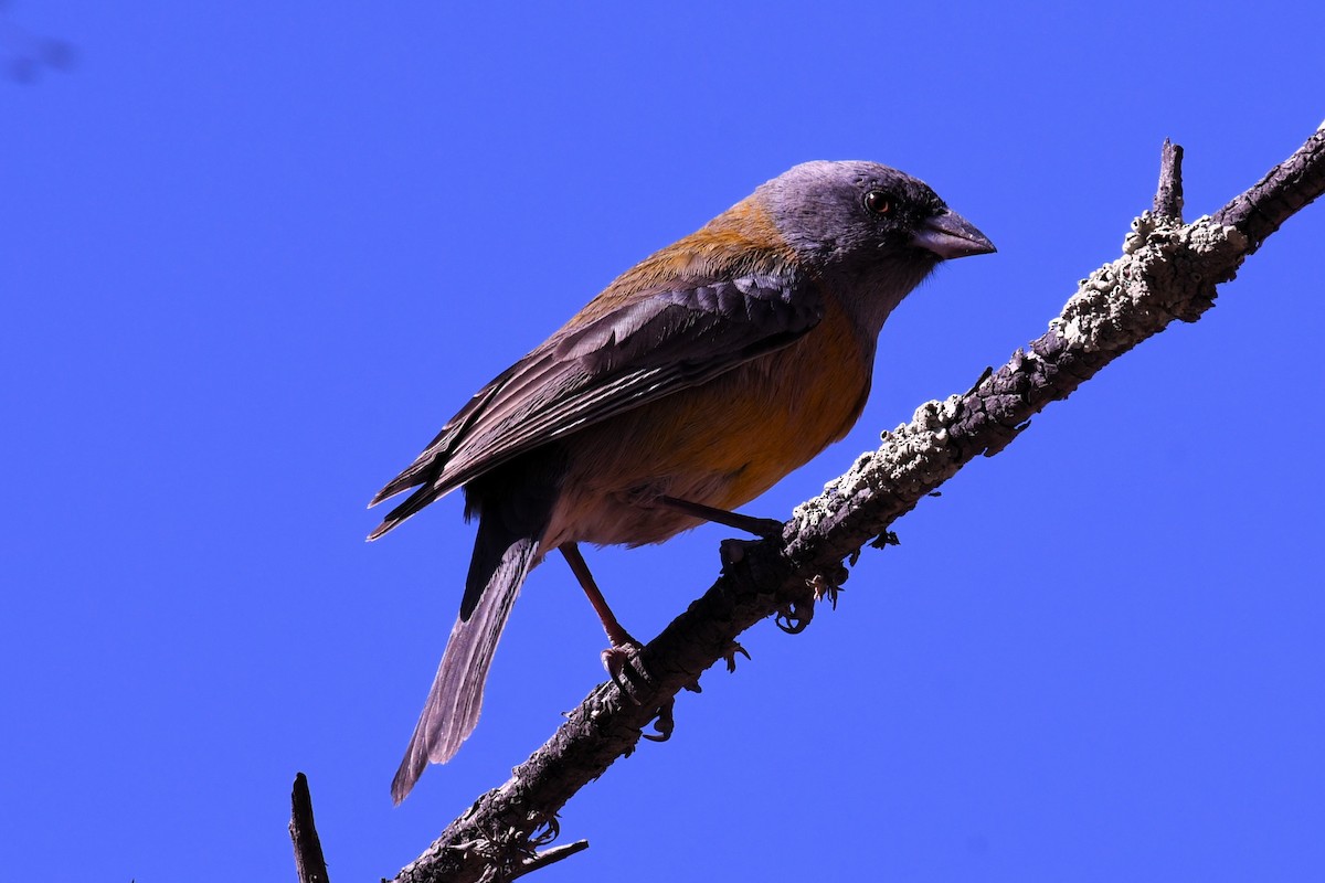 Peruvian Sierra Finch - Christian Engel