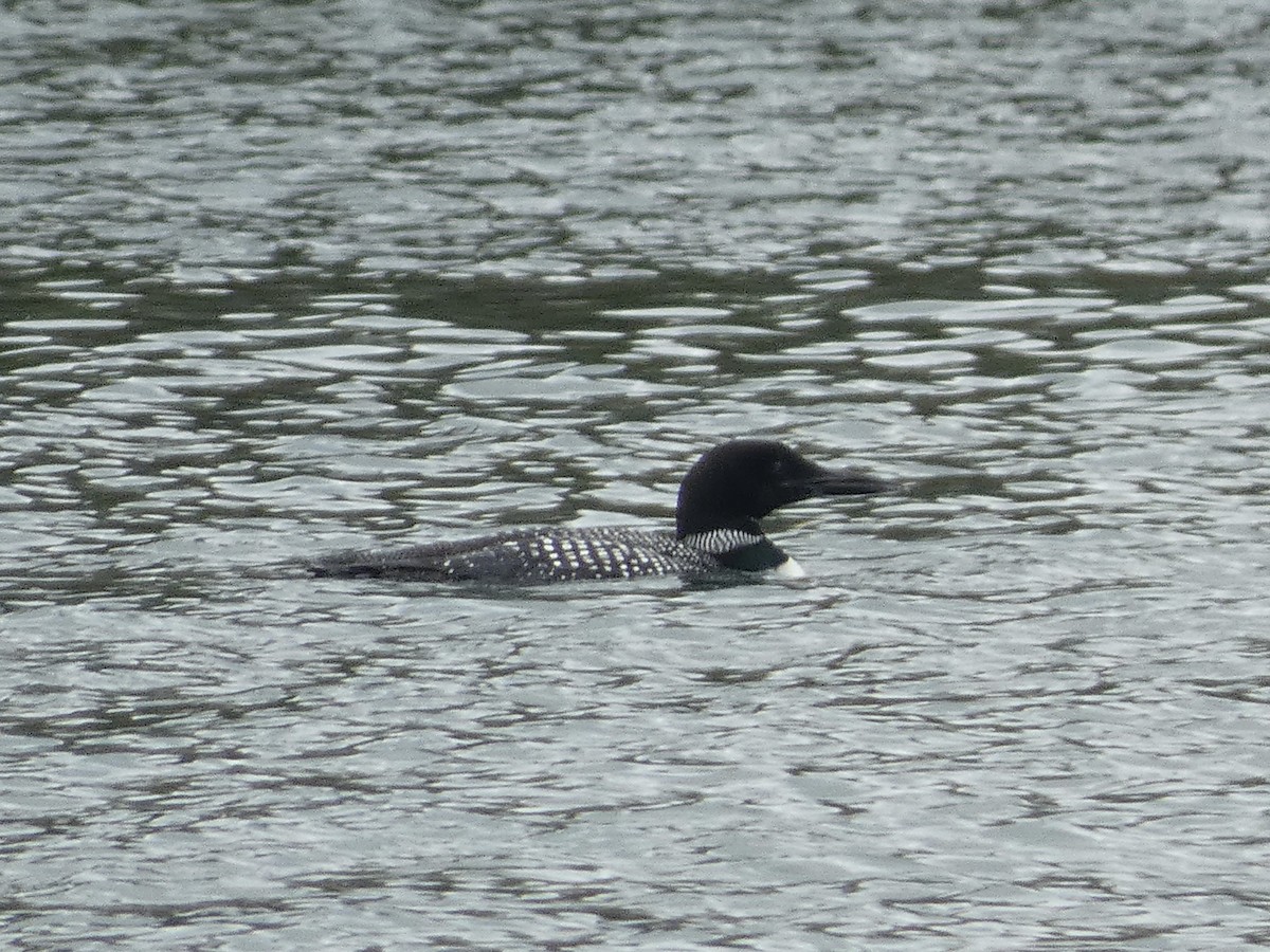 Common Loon - ML621893270