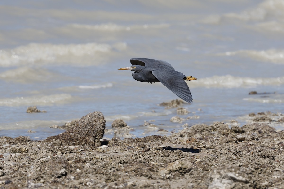 Pacific Reef-Heron - ML621893301