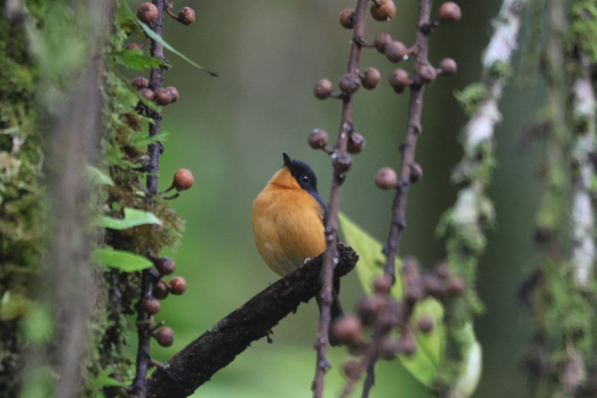 Cinnamon-chested Flycatcher - ML621893389