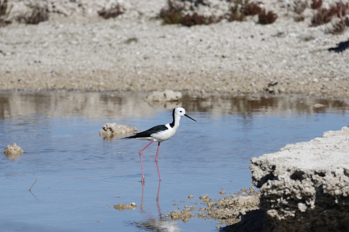 Pied Stilt - Peter Alfrey