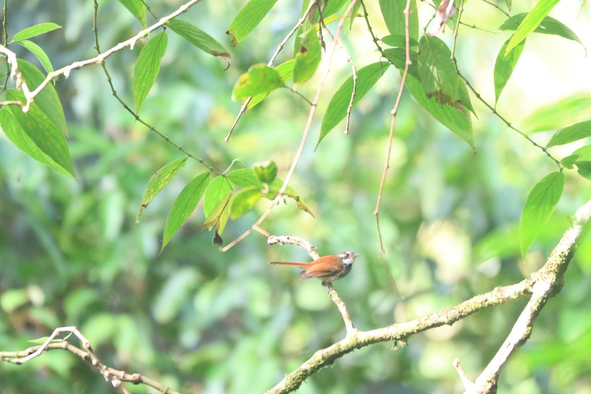 Streak-breasted Fantail - ML621893442