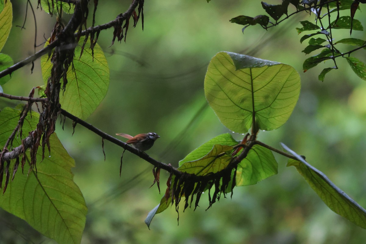 Streak-breasted Fantail - ML621893443