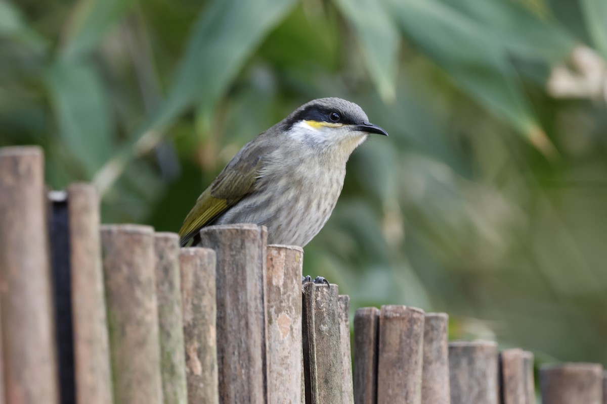 Singing Honeyeater - ML621893456