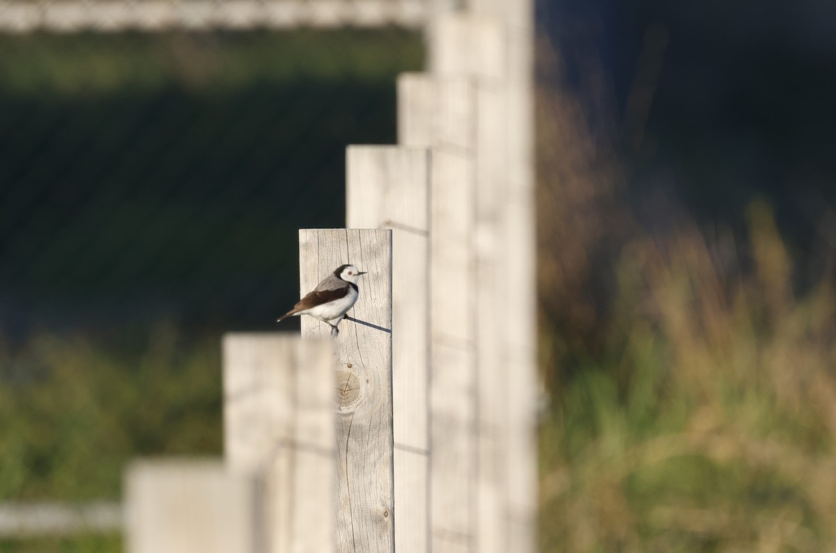 White-fronted Chat - ML621893458