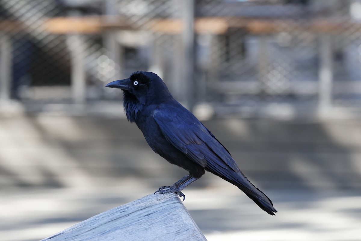 Australian Raven - ML621893459