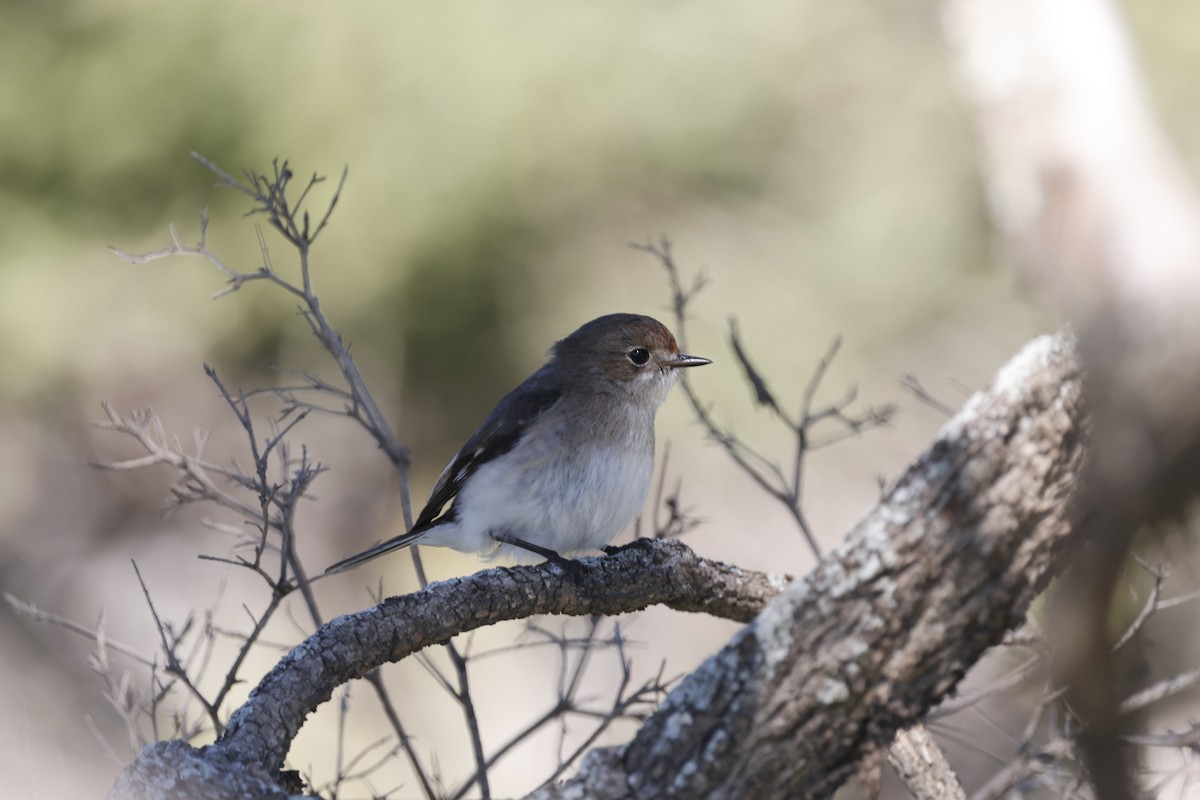 Red-capped Robin - ML621893460