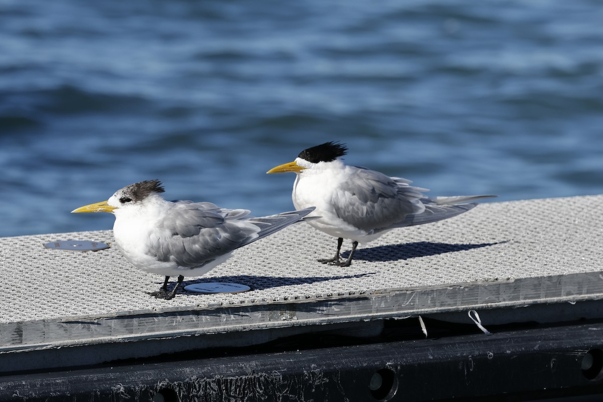 Great Crested Tern - Peter Alfrey