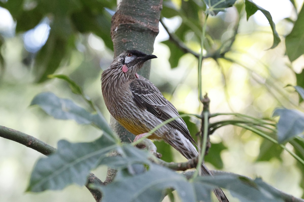 Red Wattlebird - ML621893482