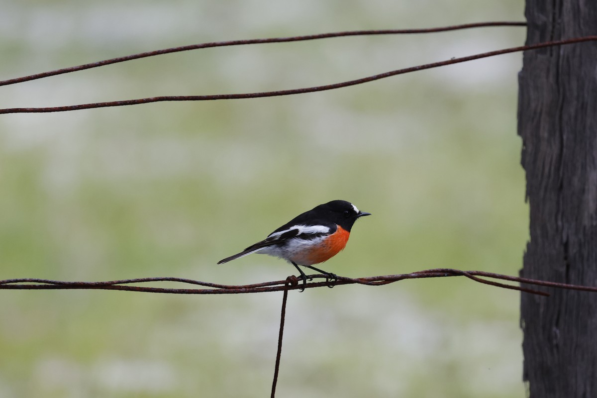 Scarlet Robin - Peter Alfrey