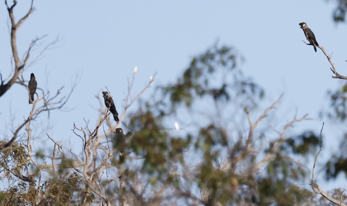 Baudin's Black-Cockatoo - Peter Alfrey