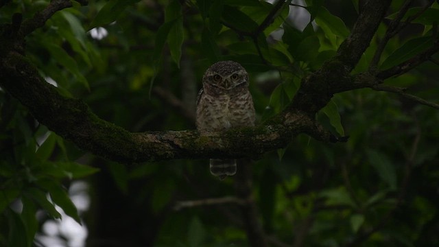 Spotted Owlet - ML621893504