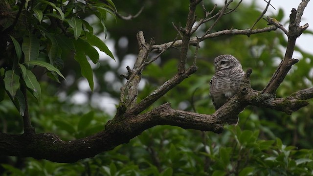 Spotted Owlet - ML621893530
