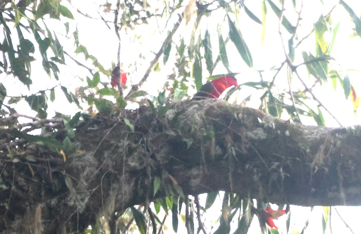 Purple-naped Lory - ML621893532