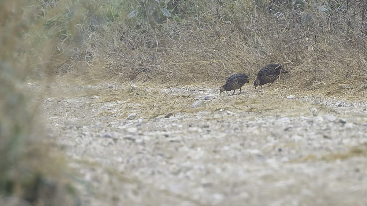 Gray-striped Spurfowl - ML621893566