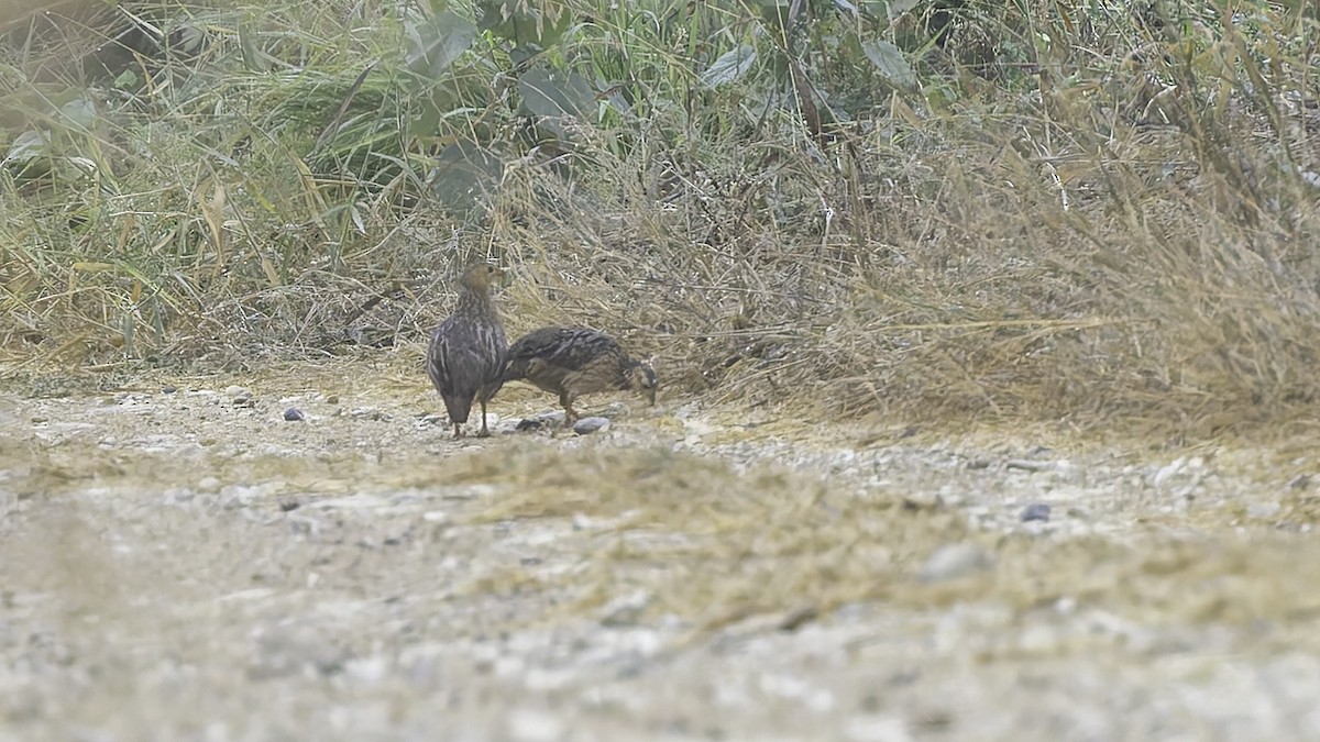 Gray-striped Spurfowl - ML621893567