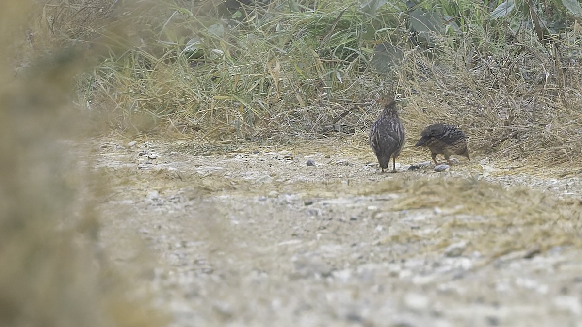 Gray-striped Spurfowl - ML621893568