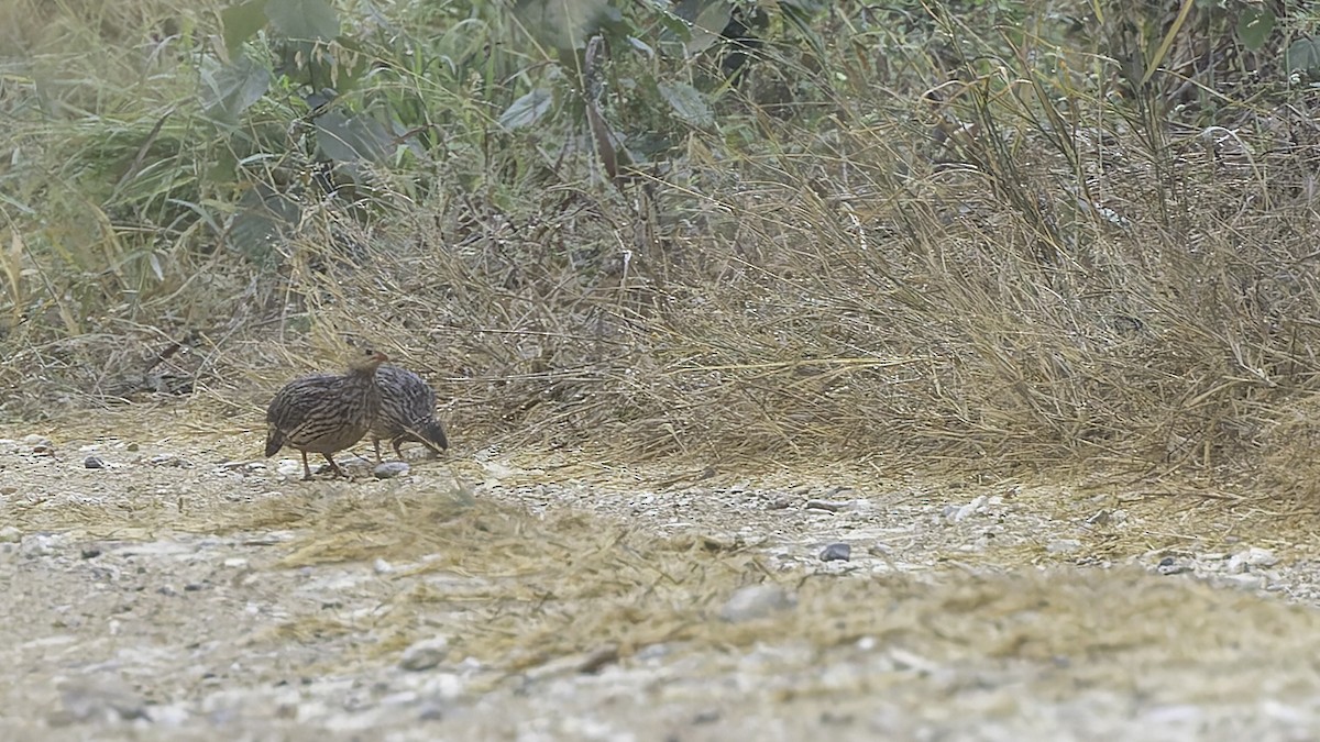 Gray-striped Spurfowl - ML621893571