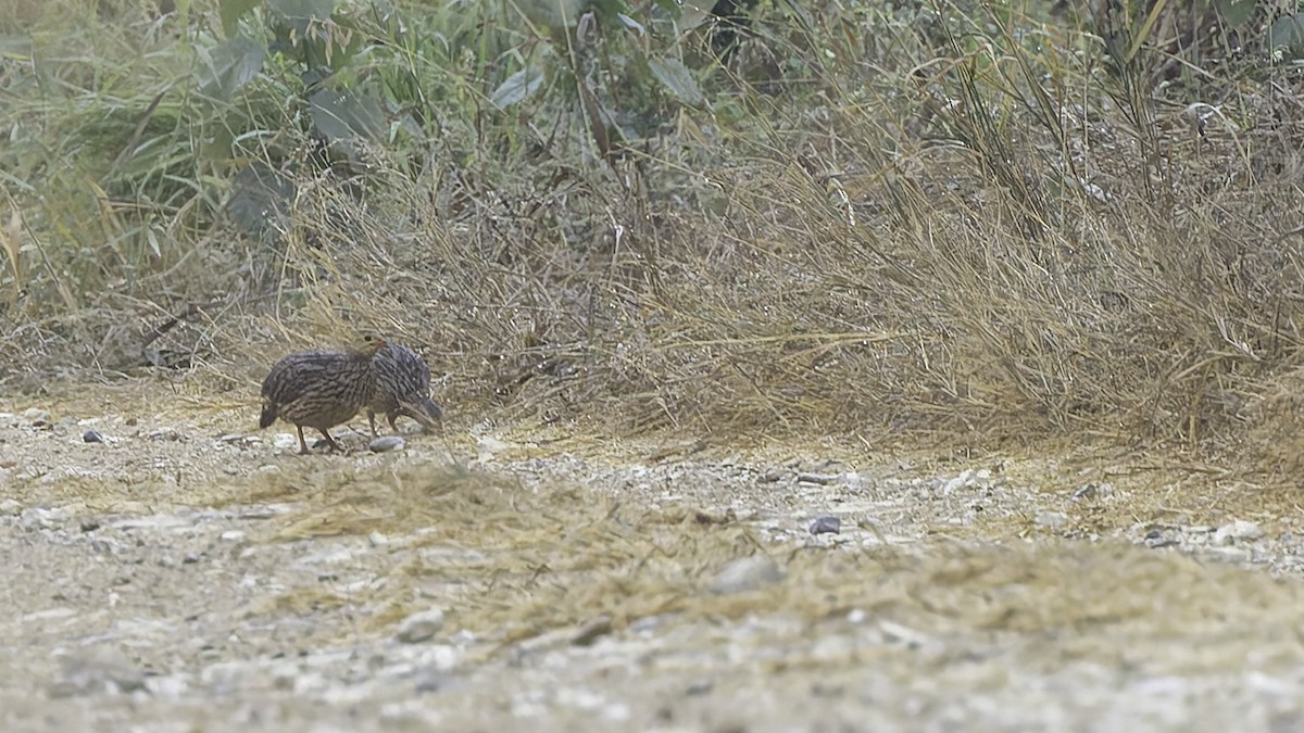 Gray-striped Spurfowl - ML621893575