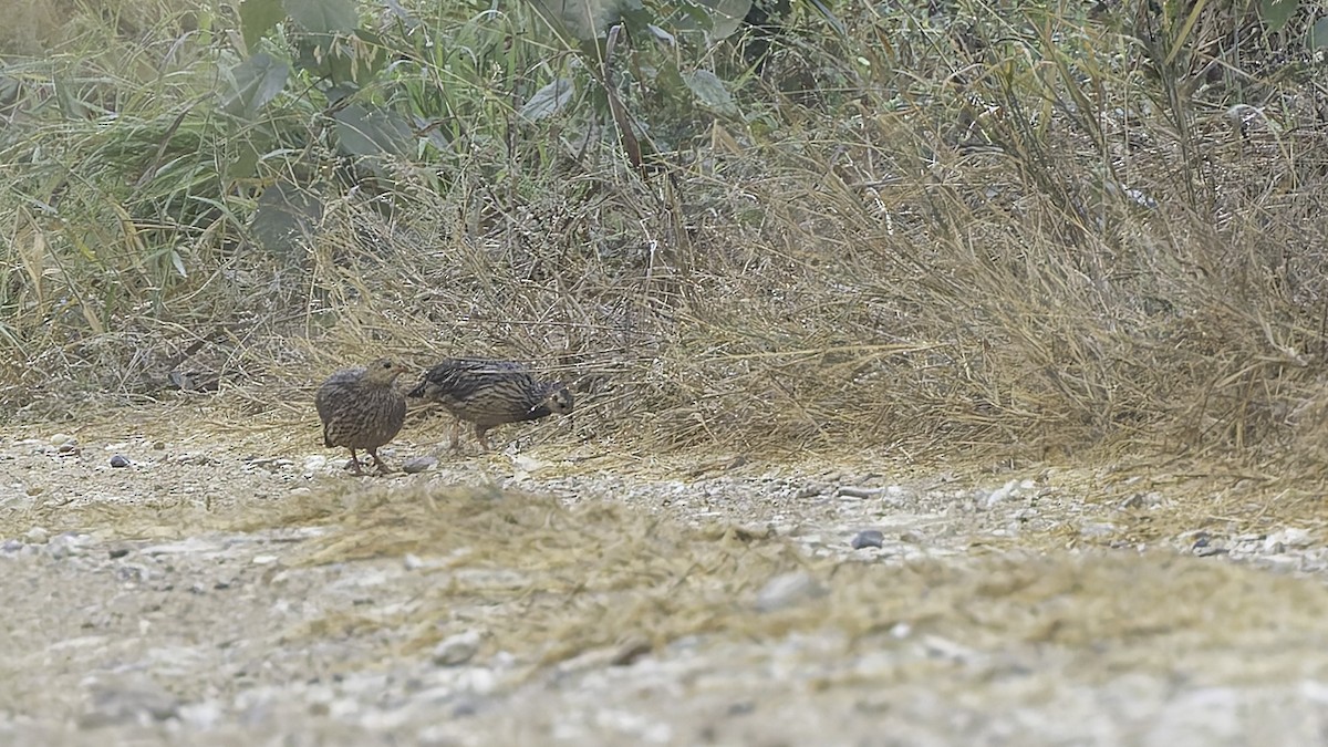Gray-striped Spurfowl - ML621893578