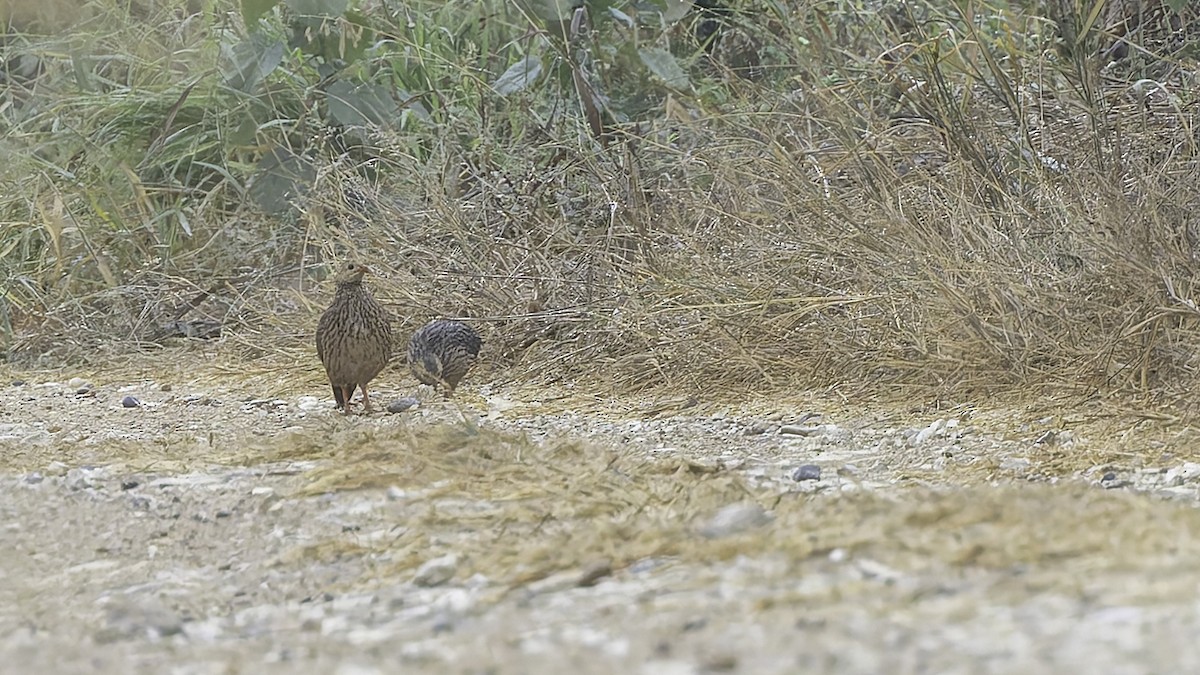 Gray-striped Spurfowl - ML621893580