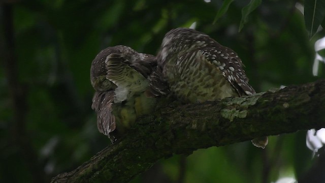 Spotted Owlet - ML621893606