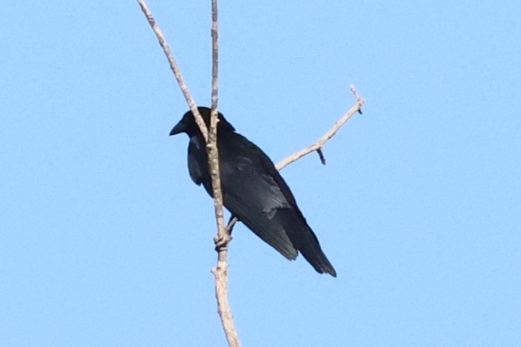 White-necked Crow - ML621893624