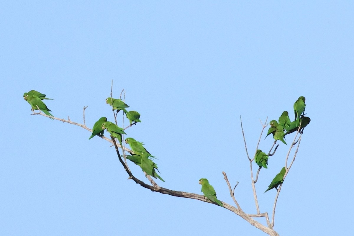 Hispaniolan Parrot - ML621893629