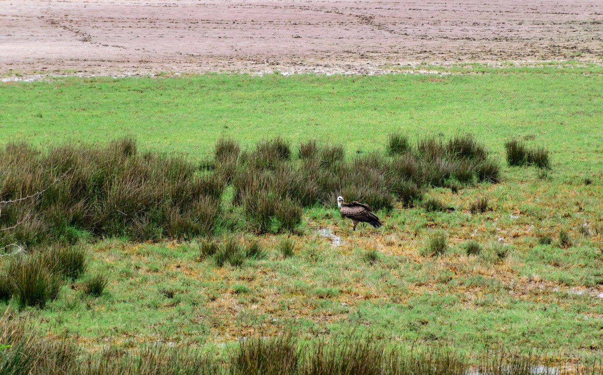 Indian Vulture - ML621893687