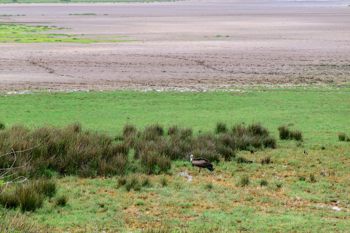 Indian Vulture - ML621893688
