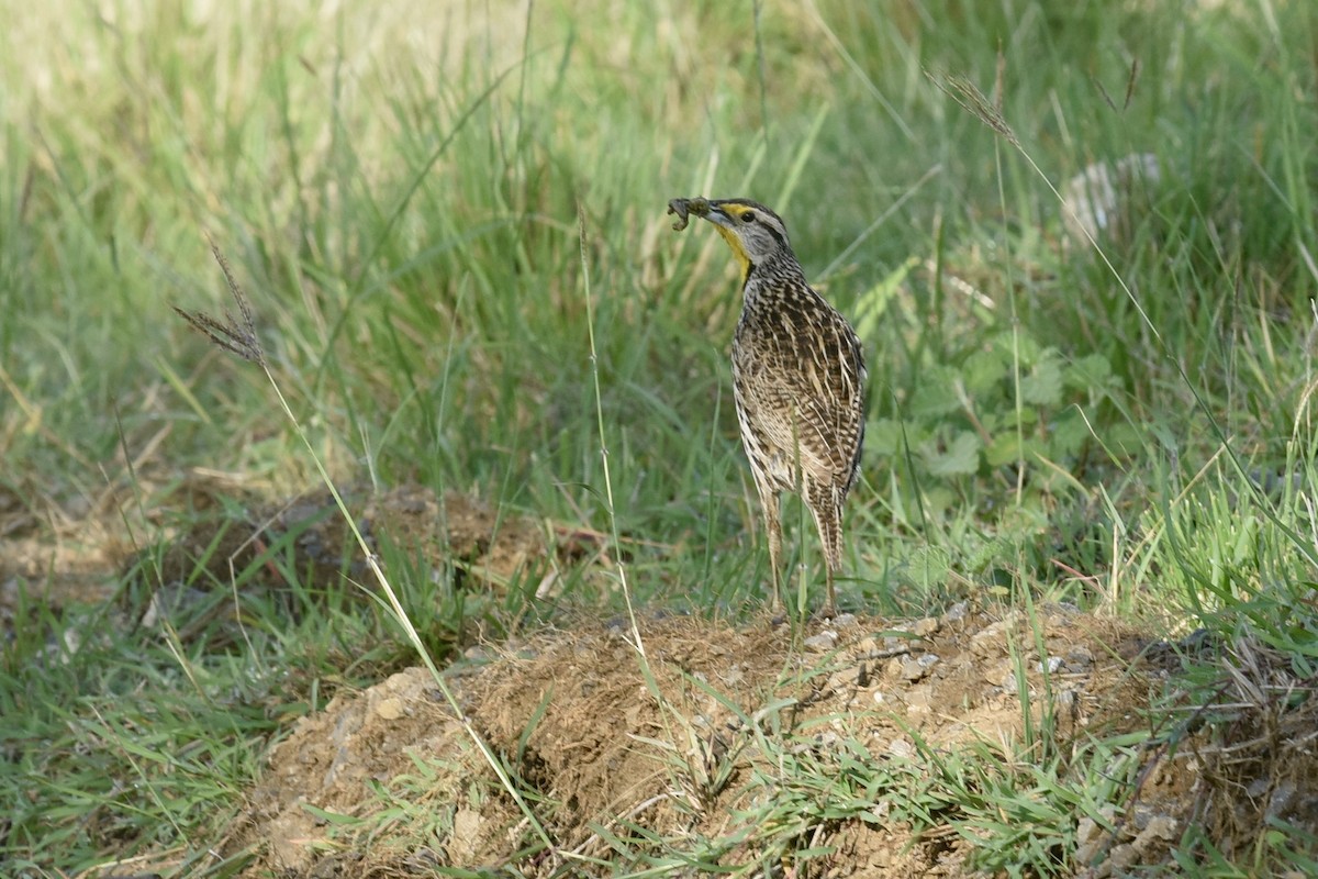 Eastern Meadowlark - ML621893795