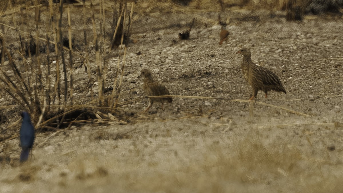 Gray-striped Spurfowl - ML621893823
