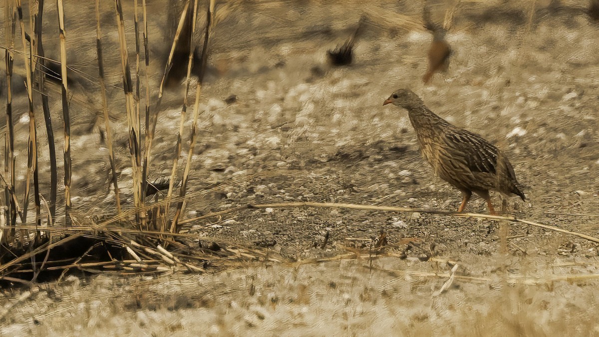Gray-striped Spurfowl - ML621893824