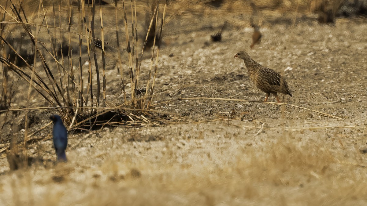 Gray-striped Spurfowl - ML621893825
