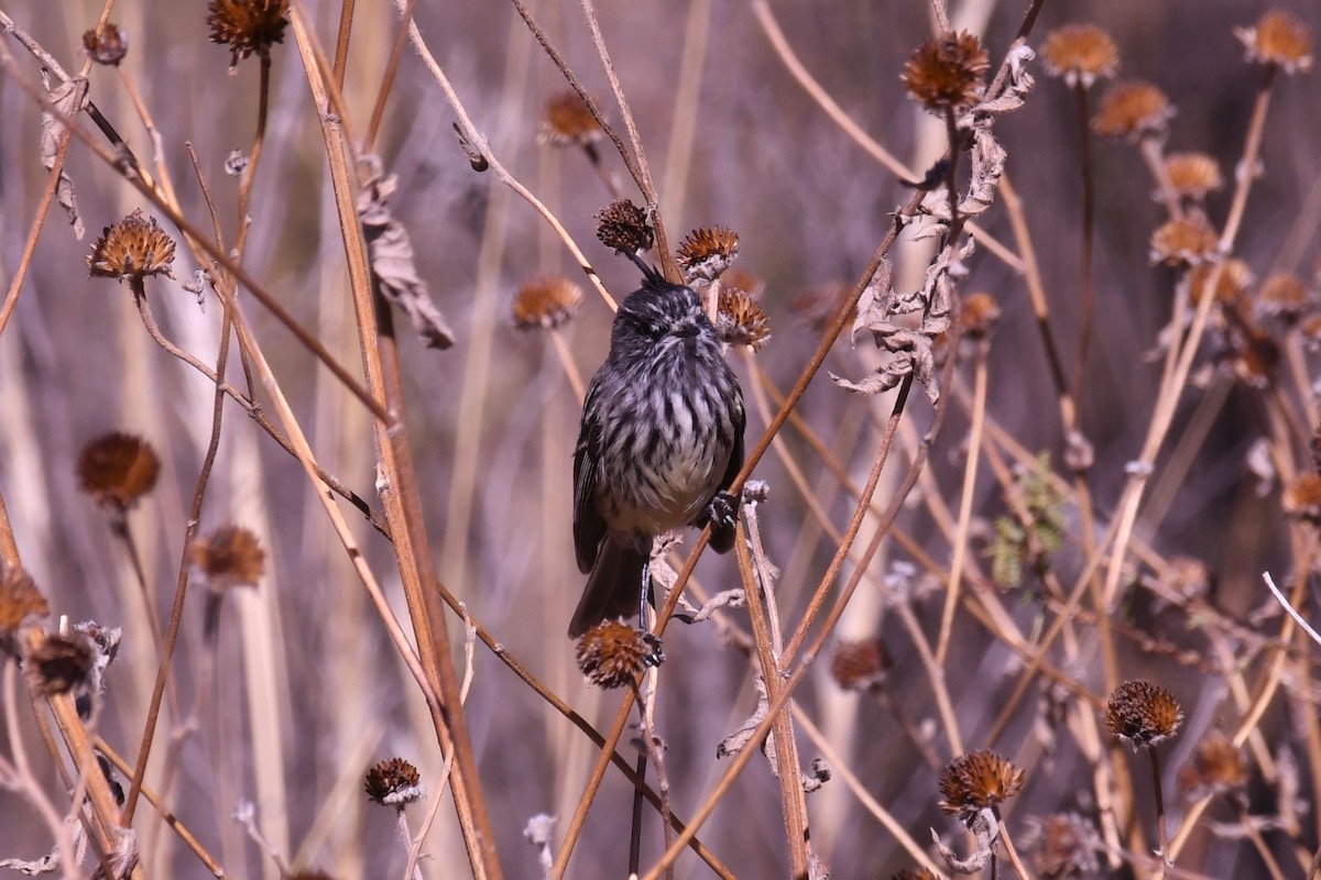 Tufted Tit-Tyrant - ML621893849