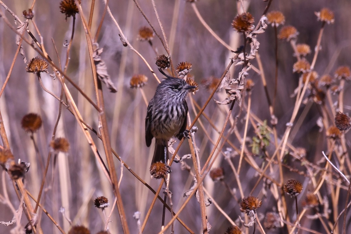 Tufted Tit-Tyrant - ML621893853