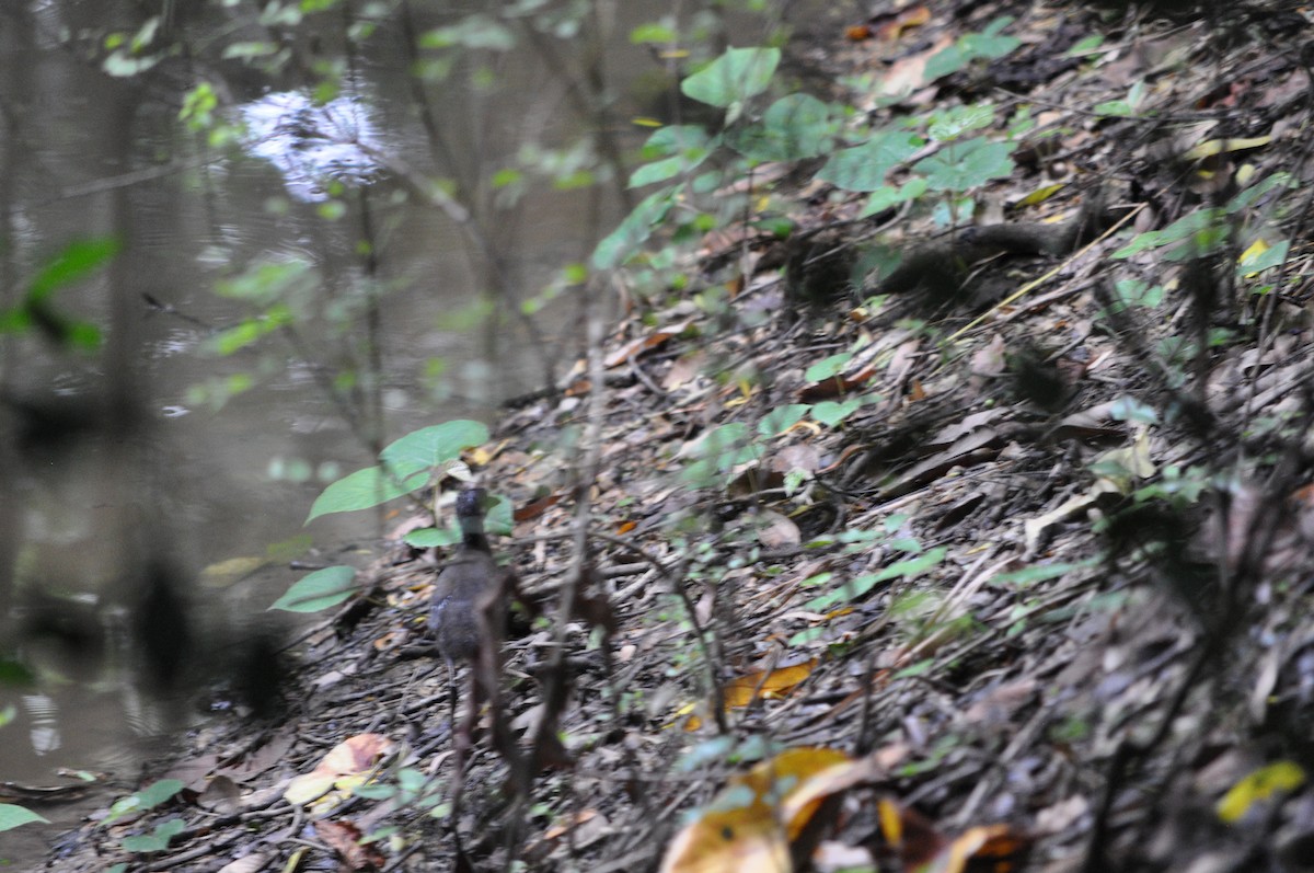 White-breasted Waterhen - ML621893859