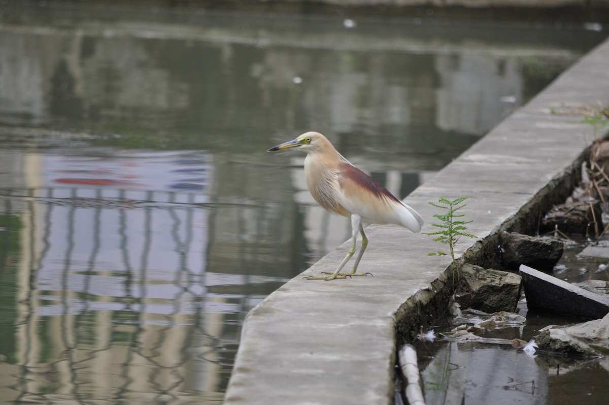 Indian Pond-Heron - Syed Kirmany