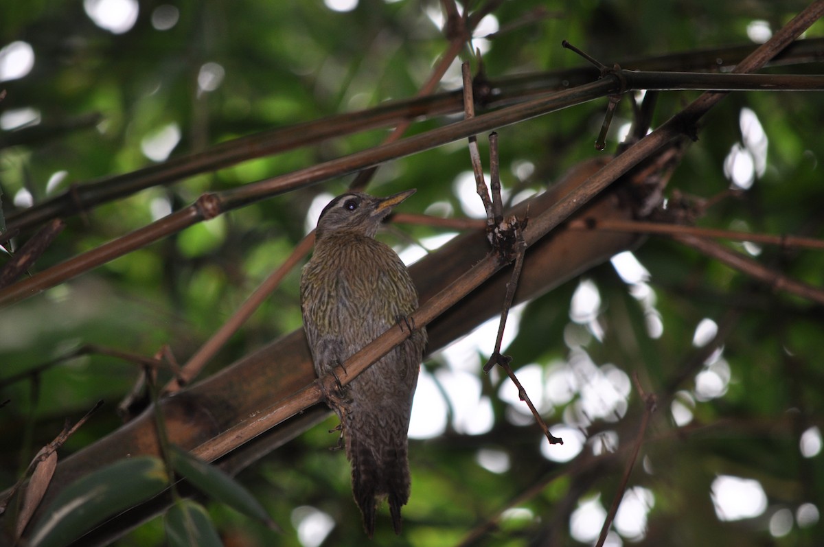 Streak-throated Woodpecker - ML621893866