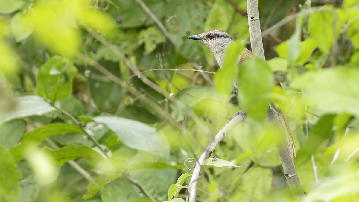 Rufous-tailed Palm-Thrush - ML621893896