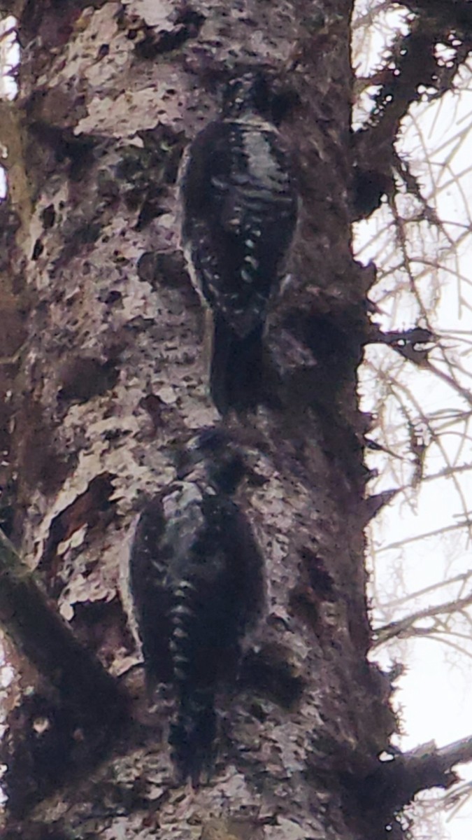 American Three-toed Woodpecker - Eric Evans