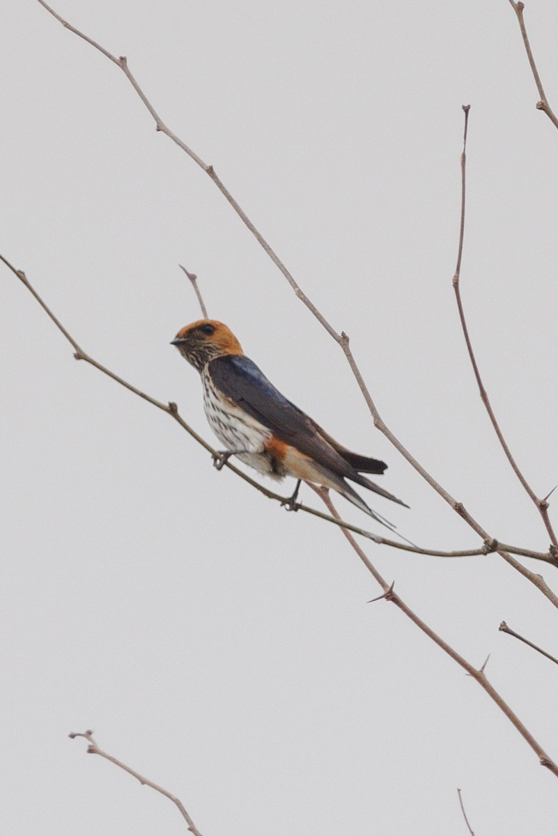 Lesser Striped Swallow - ML621894220