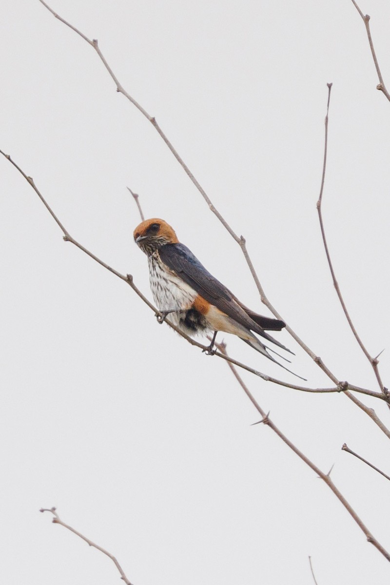 Lesser Striped Swallow - ML621894221