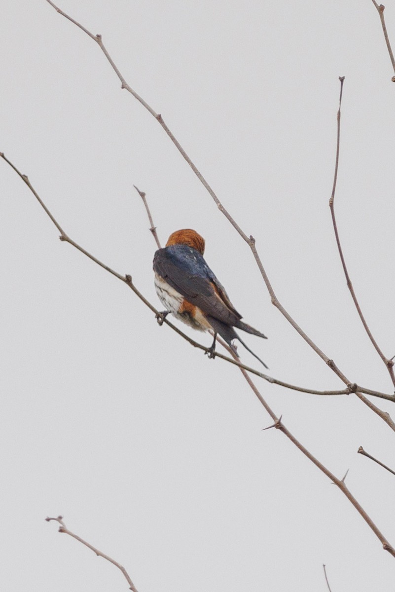 Lesser Striped Swallow - ML621894222