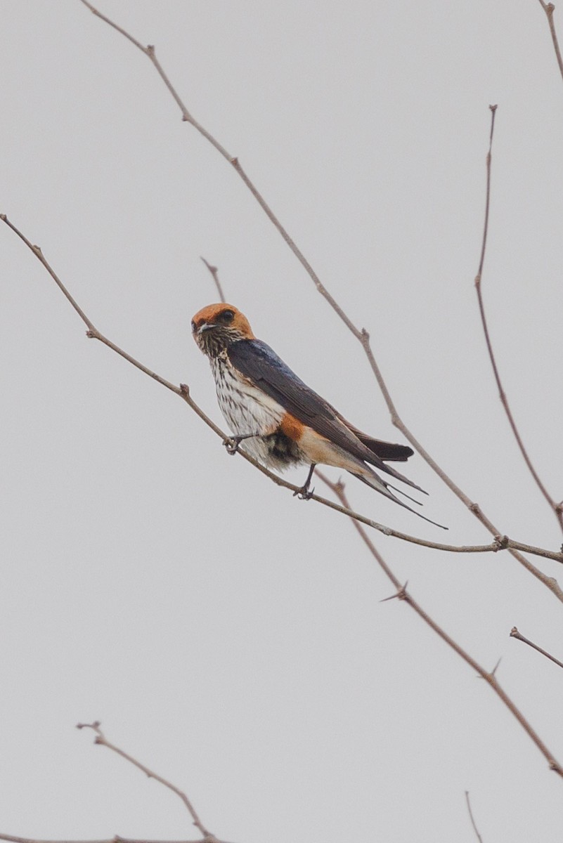 Lesser Striped Swallow - ML621894223