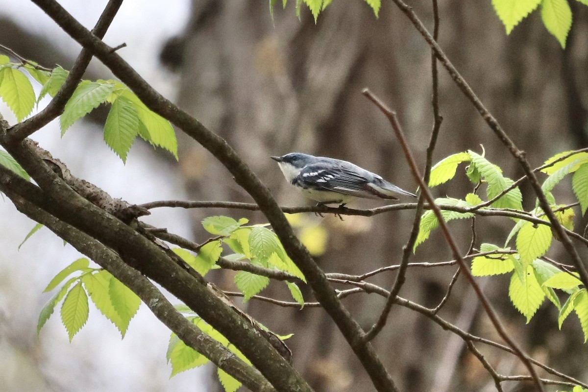 Cerulean Warbler - ML621894311